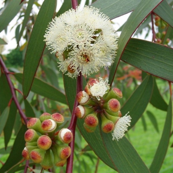Eucalyptus Plant - Neelgiri Plant